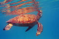   Greenback turtle coming breath Caught this shot snorkeling Waterlemon Bay St. John St  